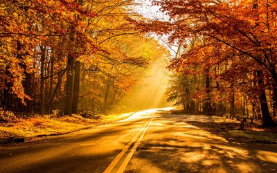 秋, 4k, 道路, 秋の紅葉, 森林