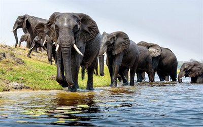 aasian norsut, joki, suuret eläimet, norsut