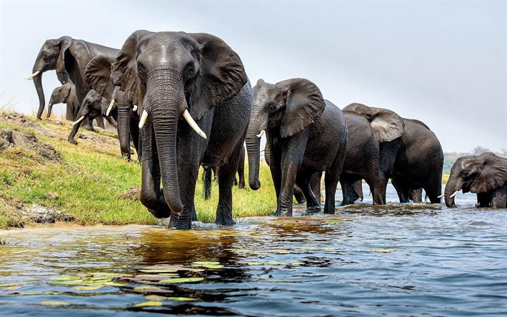 Asian Elephants, river, big animals, elephants
