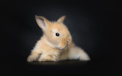 귀여운 솜털 토끼, 베이지색 작은 토끼, 검정색 배경, 토끼들, 애완동물, 귀여운 작은 동물