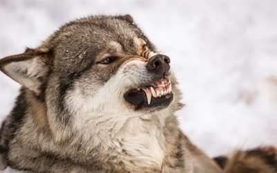 wolf, winter, teeth, predator