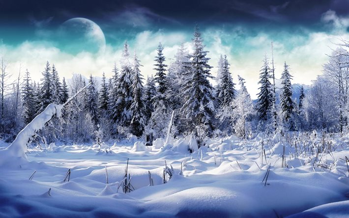 vinter, skog, snö, träd, snödrivor