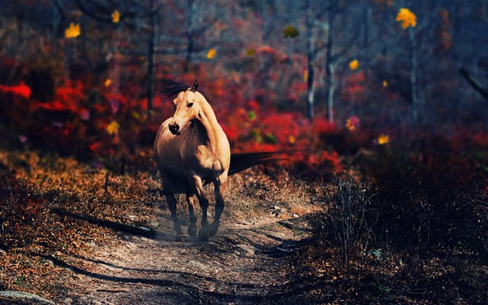 cheval, forêt, automne, flou