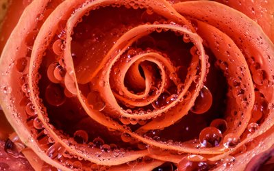 orange rose, dew, roses, droplets, close-up