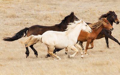 herd of horses, horse, brown horse, white horse, horses, herd