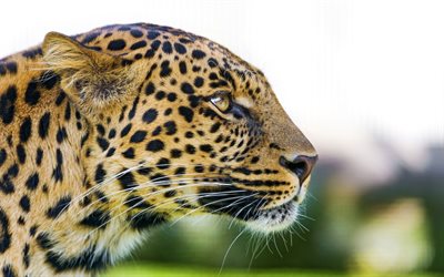 leopard, close-up, Africa, wild animals, predators, wildlife, Panthera pardus, leopard face, predatory cats