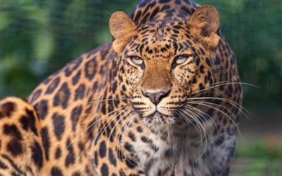léopard, 4k, chat sauvage, animaux sauvages, léopards, visage de léopard, regard de léopard, nature sauvage, animaux dangereux