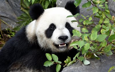 panda, 4k, ursos fofos, panda gigante, animais selvagens, china, pandas, ursos