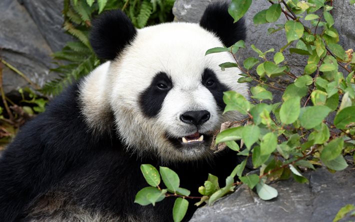 पांडा, 4k, प्यारा भालू, विशालकाय पांडा, जंगली जानवर, चीन, भालू
