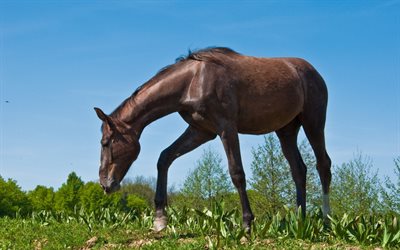 cavalo marrom comendo grama, campo, prado, cavalo marrom, cavalo jovem, animais selvagens, cavalos
