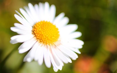 カモミール, 4k, 夏の花, ぼけ, 大きい, ヒナギク, 白い花, 美しい花, 白い花びら, 夏