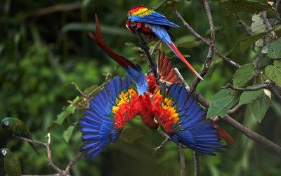 scarlet ara, papegojor, sydamerikansk papegoja, ara på en gren, ara vingspann, skog, papegojor på en gren