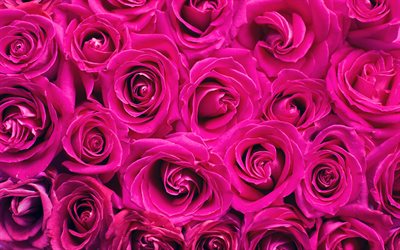 rosas roxas, botões, macro, 4k, flores roxas, rosas, fotos com rosas, lindas flores, fundos com rosas, botões roxos