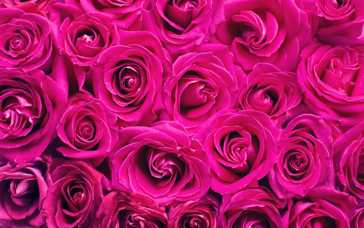 rosas moradas, capullos, macro, 4k, flores moradas, rosas, fotos con rosas, hermosas flores, fondos con rosas, capullos morados