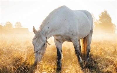 vit häst, morgon, dimma, hästar, frihetskoncept, equus caballus, vacker häst