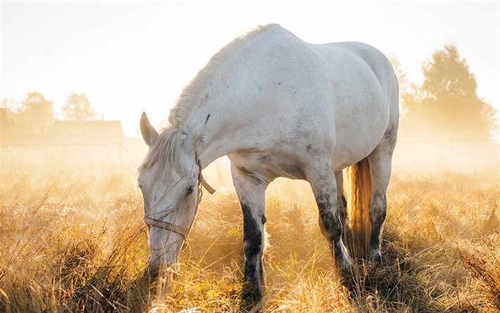 valkoinen hevonen, aamu, sumu, hevoset, vapauden käsitteet, equus caballus, kaunis hevonen
