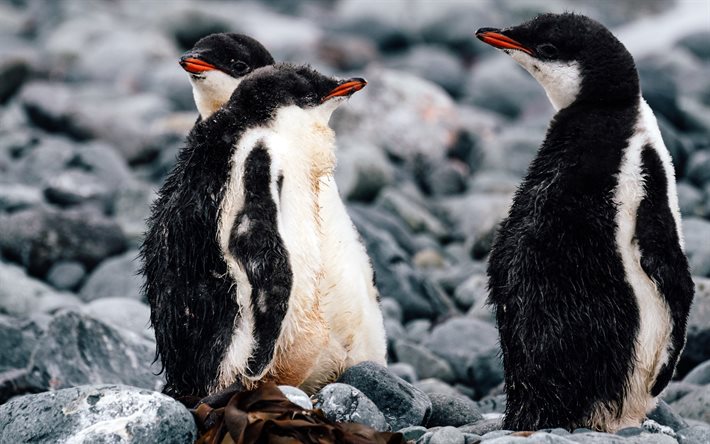 4k, 小さなペンギン, ぼけ, 野生動物, spheniscidae, かわいい動物, 赤ちゃんペンギン, ペンギン, 南極大陸, ペンギンファミリー