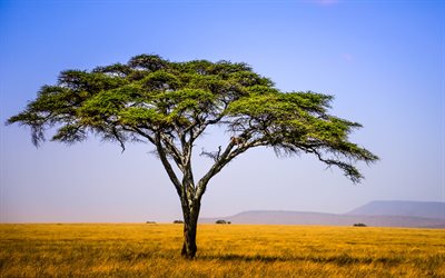 タンザニア, 4k, 牧草地, サバンナ, 美しい自然, アフリカ, 野生動物, 木, 夏