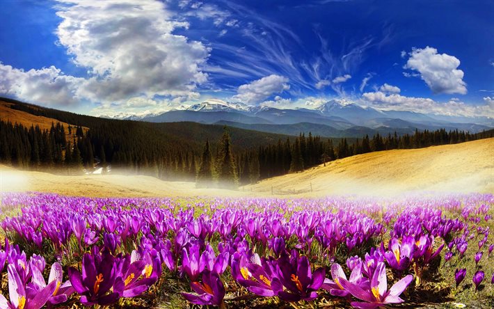 Carpathians, 4k, mountains, crocuses, ukrainian landmarks, mountain ranges, Ukraine, Europe, HDR, beautiful nature