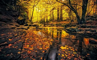 outono, floresta, fluxo, árvores, folhas amarelas