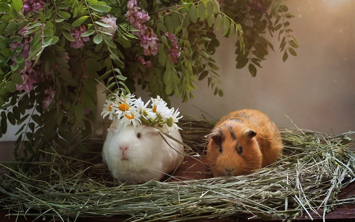guinea pigs, cute animals, pets, brown guinea pig