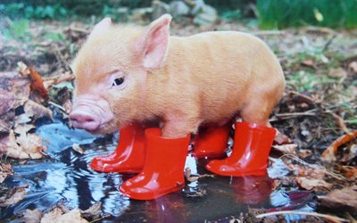 porquinho, animais fofos, outono, porcos, poça, botas vermelhas