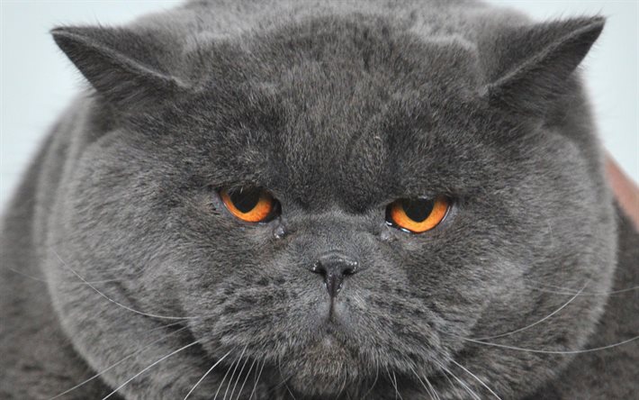 British Shorthair, il muso di gatto grigio, simpatici animali, gatti