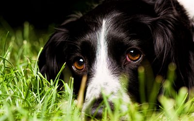 अंग्रेजी स्प्रिंगर स्पैनियल, हरी घास, प्यारा जानवर, कुत्ते, पालतू जानवर, प्यारा दिखना, अंग्रेजी स्प्रिंगर स्पैनियल कुत्ता
