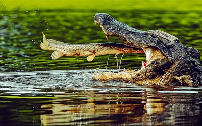 cocodrilo atrapa un pez, depredador, caimán, animales peligrosos, reptiles, cocodrilos, fauna silvestre, cocodrilo en el agua
