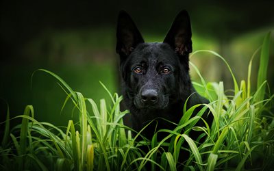 schwarzer deutscher schäferhund, süßer blick, grünes gras, schwarzer hund, süße tiere, haustiere, hunde, deutscher schäferhund