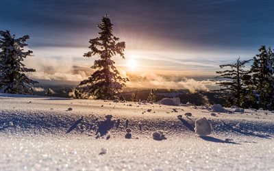 paysage d'hiver, montagnes, neiger, matin, lever du soleil, brouillard, l'hiver, paysage de montagne, pins, arbres enneigés