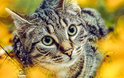 القط الرمادي بعيون كبيرة, حيوانات لطيفة, حيوانات أليفة, القطط, خريف, أوراق صفراء, قطة رمادية