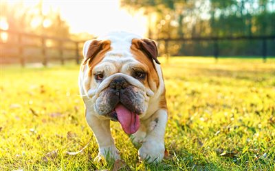 englische bulldogge, bokeh, haustiere, grünes gras, süße tiere, lustiger hund, englischer bulldoggenhund