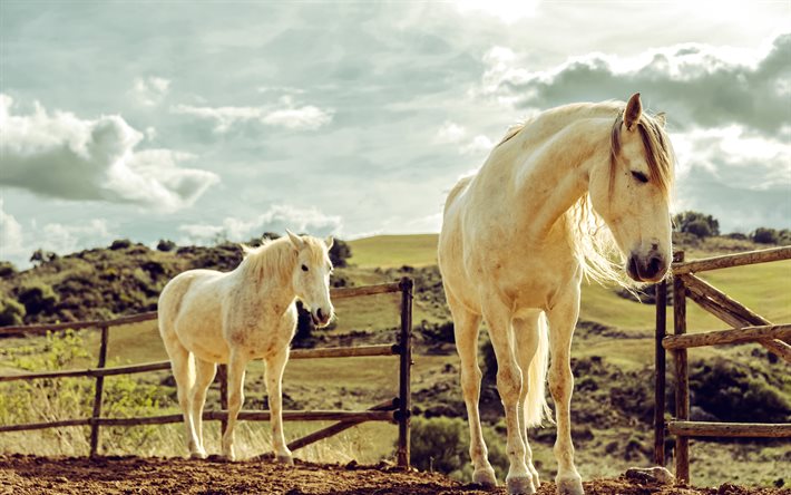 caballos blancos, granja, pastar, tardecita, puesta de sol, hermosos animales, caballos, caballo blanco