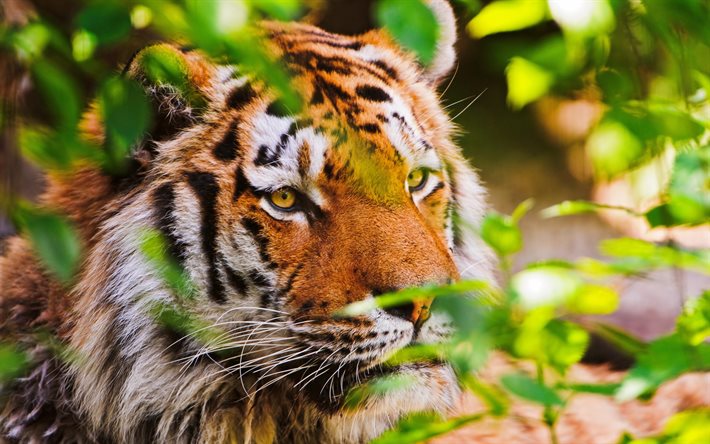 tigre, folhas, olhos, predadores