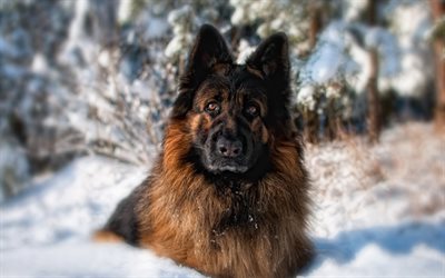 ドイツの羊飼い, 冬, 犬, 雪