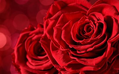 la rose rouge, le flou de près, 5k, roses
