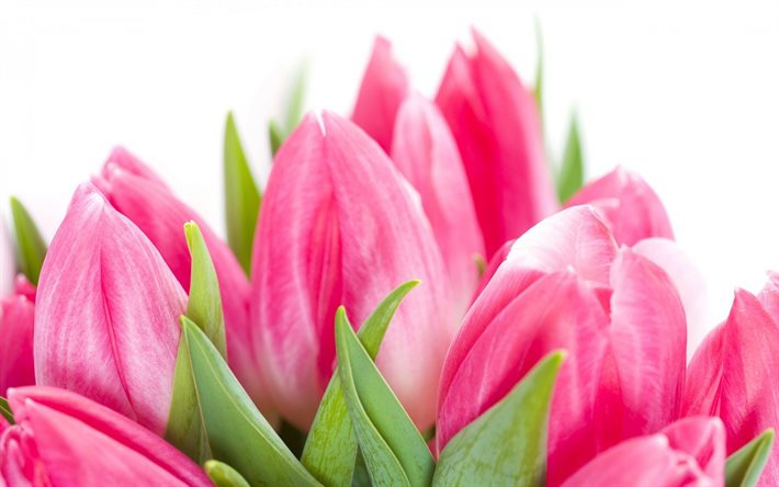 pink tulips, white background, buds, bouquet