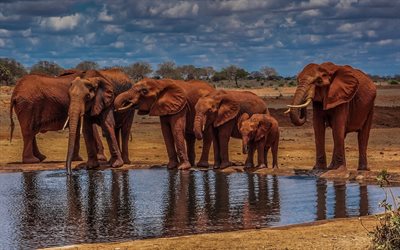elephants, Africa, watering, river, HDR