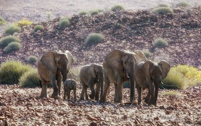 los elefantes, de África, de la familia, de la vida silvestre