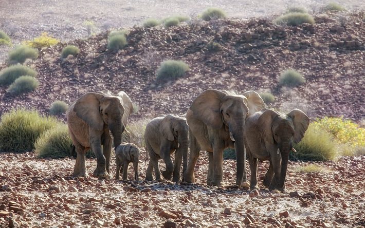 elephants, Africa, family, wildlife