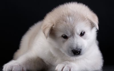 Perro pequeño, akita, cachorro, cachorro blanco