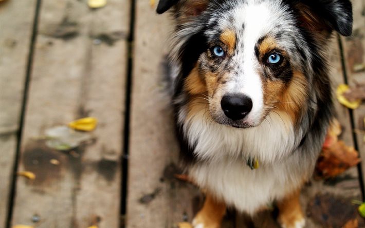 Australian Shepherd Dog, blue eyes, dogs, cute animals