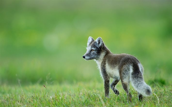 arctic fox, lawn, polar fox, blur, grass