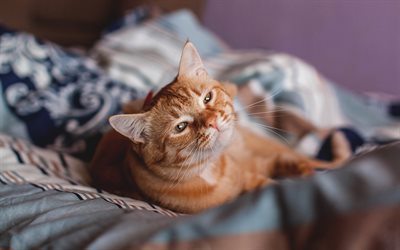 ginger cat, bed, cats, pets