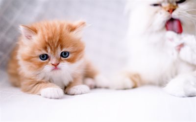little kitten, ginger kitten, cute animals, cats, kitten