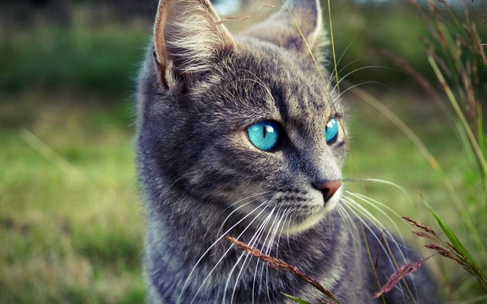 gatos, olhos azuis, grama, borrão, gato cinza