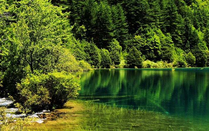 jiuzhaigou nationalpark, sjö, sommar, skog, kina