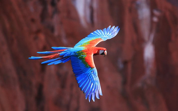 Macaw, birds, parrots, fly, blur