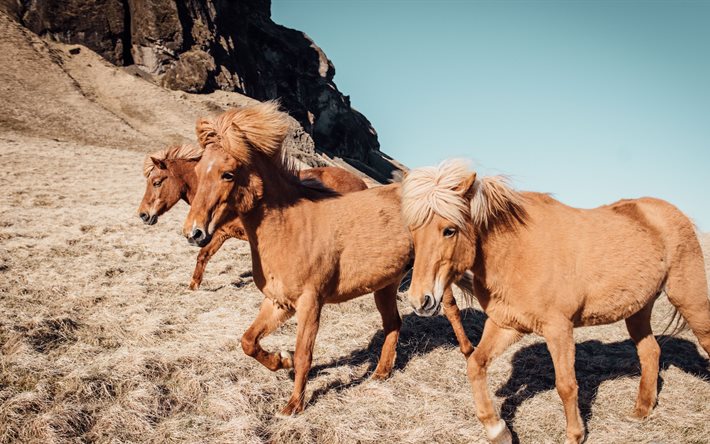 cavalos, 4k, montanhas, islândia